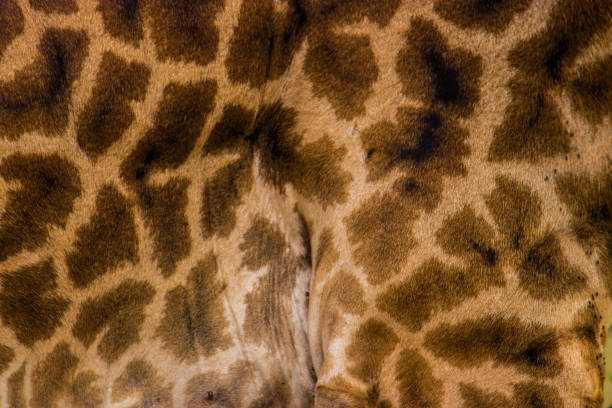 istock Close-up of giraffe skin 1095938828
