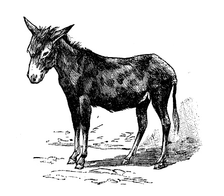 Antique old French engraving illustration: Donkey