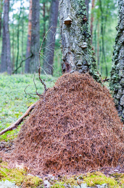 istock Huge high anthill made of dry pine needles in forest 1095947892
