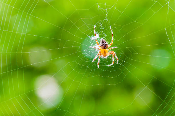 istock Yellow black Orb-weaver spider Araneid insect sitting on his spiderweb on green blurred background 1095950016