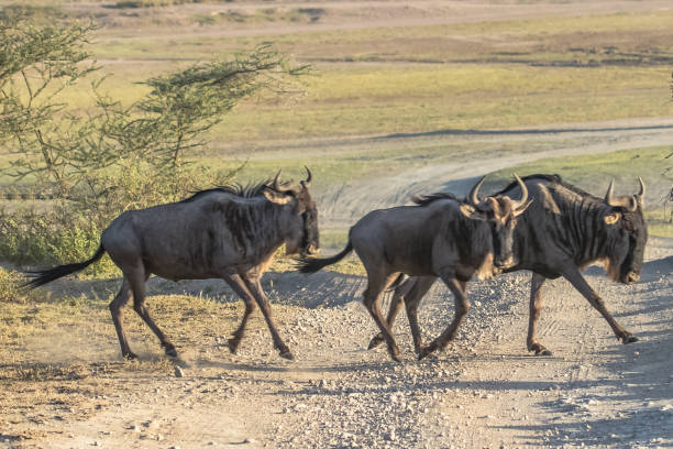 istock Wildebeests jumping in the Savannah 1095950274