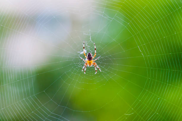 istock Yellow black Orb-weaver spider Araneid insect sitting on his spiderweb on green blurred background 1095953888