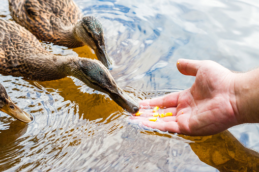 Brown ducks, ducklings eating corn grains from human palm hand in lake near the coast, feeding time. Water birds species in the waterfowl family Anatidae.