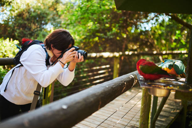 she's getting some great shots - aviary imagens e fotografias de stock