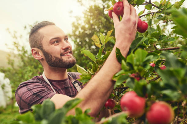 istock His apple trees have been thriving this season 1095958264