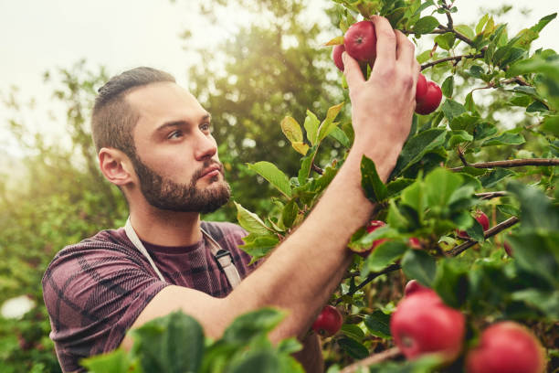 istock He's grown plenty of fruit this season 1095958268