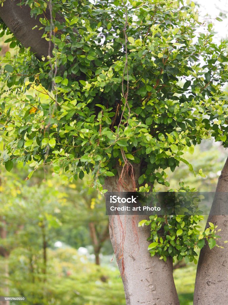 Textura áspera de casca de árvore de tronco grande - Foto de stock de Alto - Descrição Geral royalty-free