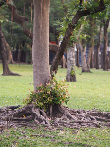 istock Large Trunk Big tree Bark rough texture plant nature 1095960742