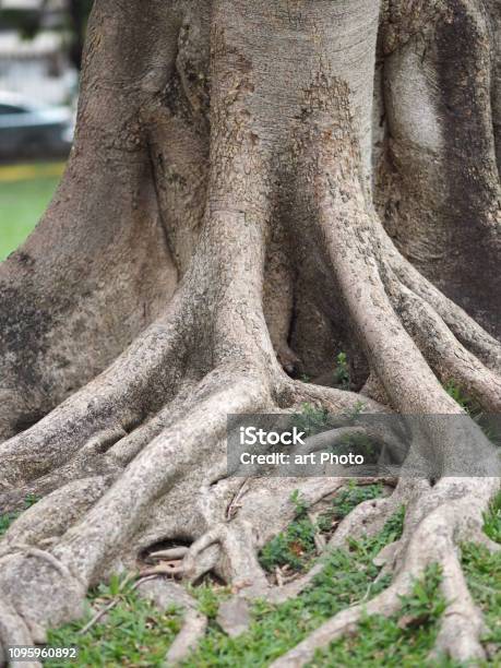 Foto de Textura Áspera De Casca De Árvore De Tronco Grande e mais fotos de stock de Alto - Descrição Geral - Alto - Descrição Geral, Antigo, Bosque - Floresta