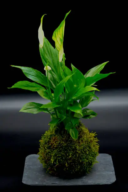 Kokedama plant on black background