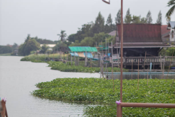 istock Picture in Thailand 1095963292
