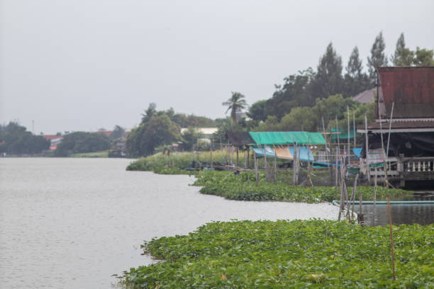 istock Picture in Thailand 1095963296