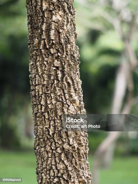 Foto de Textura Áspera De Casca De Árvore De Tronco Grande e mais fotos de stock de Alto - Descrição Geral - Alto - Descrição Geral, Antigo, Bosque - Floresta