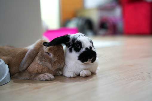 Holland lop rabbit bunny brown and black and white color action and looking camera