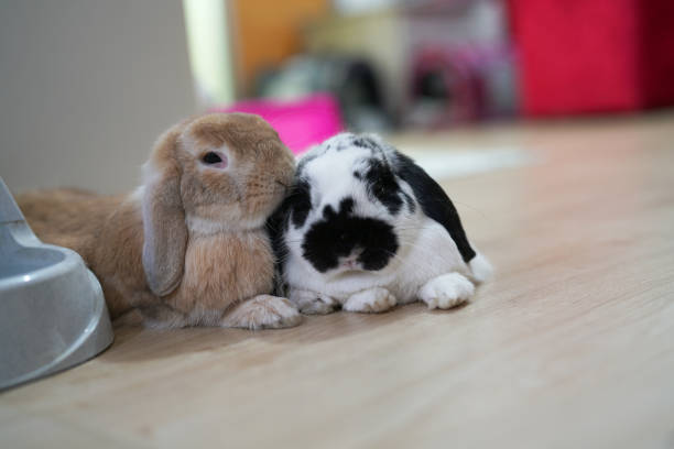 Rabbits, also known as bunnies or bunny rabbits, are small mammals in the family Leporidae  of the order Lagomorpha  Oryctolagus cuniculus includes the European rabbit species and its descendants, the world's 305 breeds of domestic rabbit.