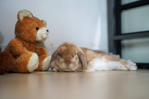 Holland lop rabbit bunny brown color fell sleepy