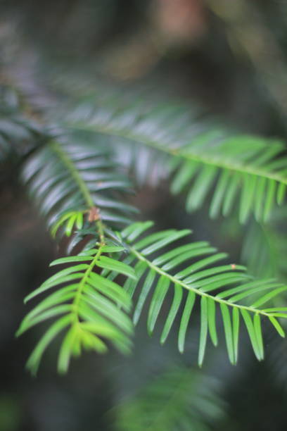 istock Fresh Leaves on Branch, Summertime, England 1095967486