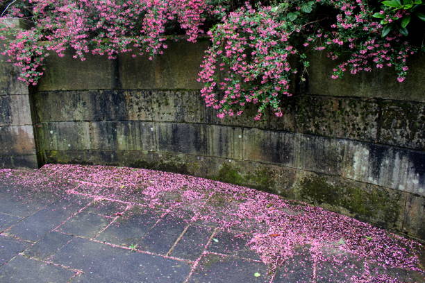 Pink flower blossoms on their branches, and falling down onto the flagstones beneath. Set against a moss-covered wall. Summertime, England. Landscape orientation.