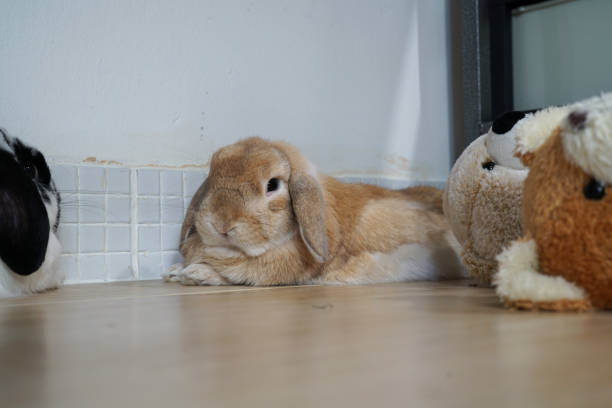 istock Holland lop rabbit bunny brown color fell sleepy 1095967732