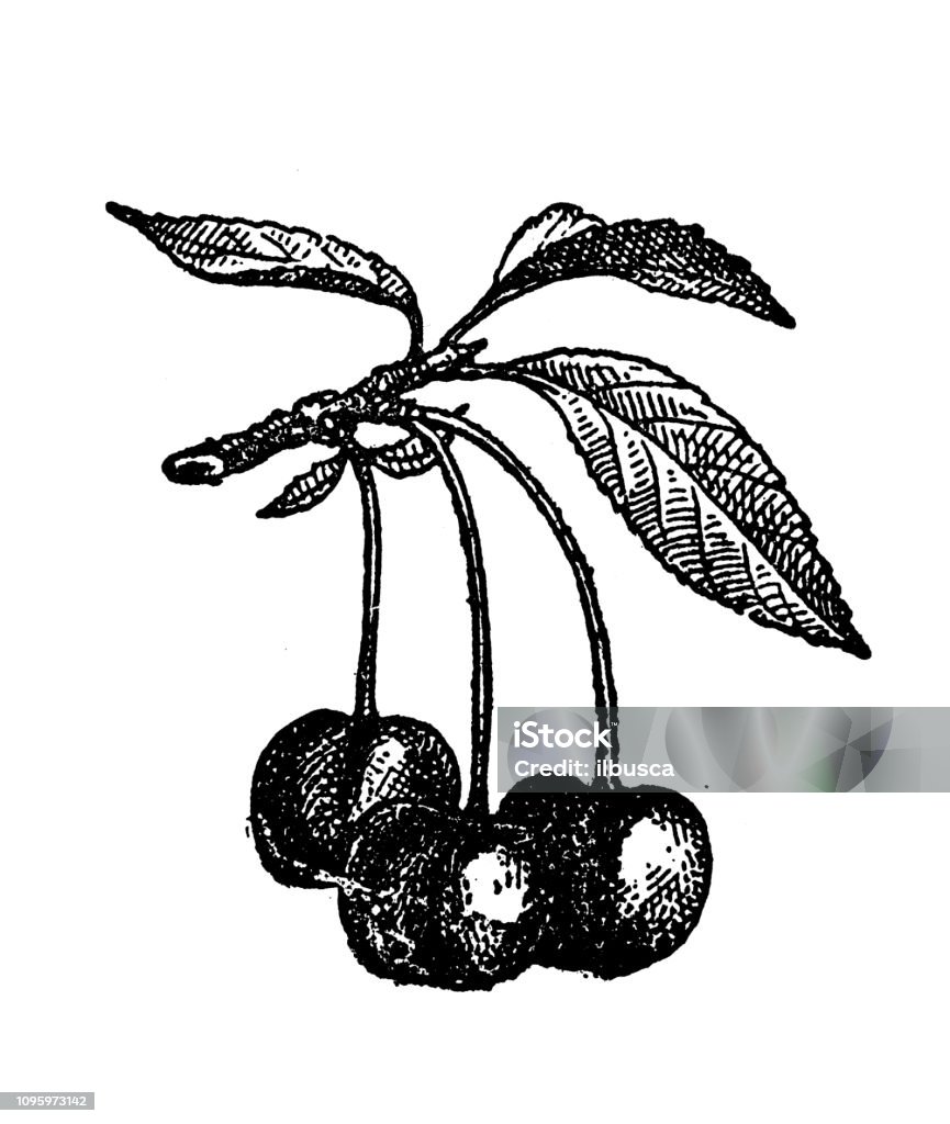 Antique old French engraving illustration: Cherries Cherry stock illustration