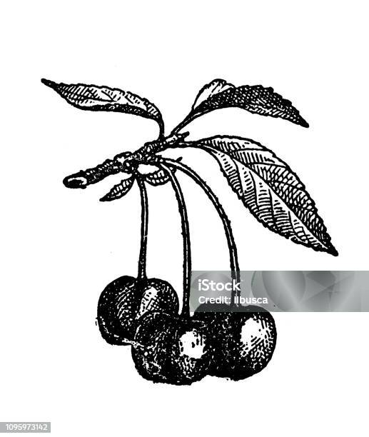 Antique Old French Engraving Illustration Cherries Stock Illustration - Download Image Now