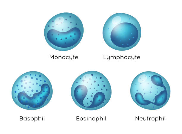 単球、リンパ球、好酸球、好中球、好塩基球のベクター図。血液細胞の種類. - white background concepts three dimensional shape order点のイラスト素材／クリップアート素材／マンガ素材／アイコン素材