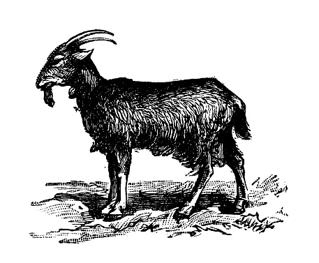 Antique old French engraving illustration: Goat