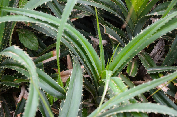 istock Pandanaceae or Thatch Pandanus 1095981560