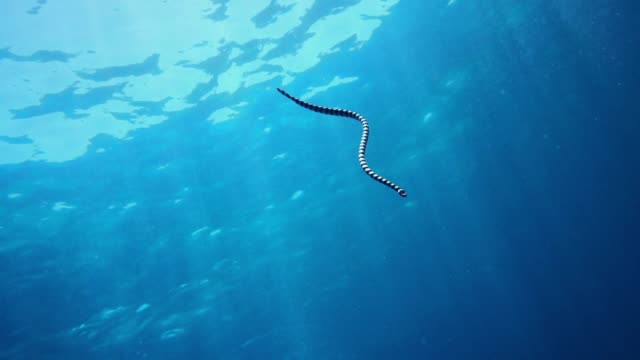 Underwater Banded Sea Krait Snake (Laticauda colubrina)