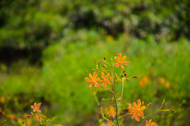istock Iris domestica or Blackberry Lily( Leopard Lily) 1095982164