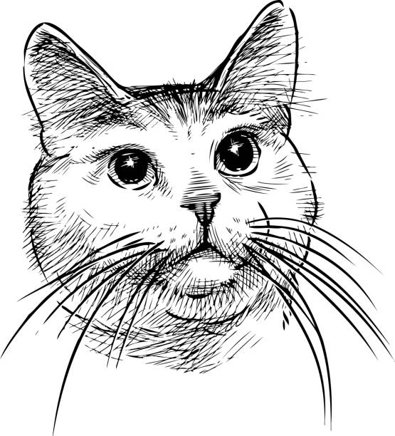 istock A sketch portrait of a domestic cat 1095982820