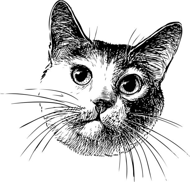 istock Vector sketch of the head of a domestic cat 1095983386