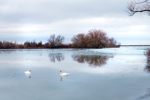 A pair of white swans in the semi frozen water of Lake Huron (Georgian Bay) in Collingwood with reflections of the bare trees on the water at sunrise during winter.
