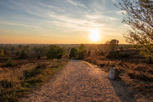 Landscape of Lueneburg Heath in sunlight, Germany