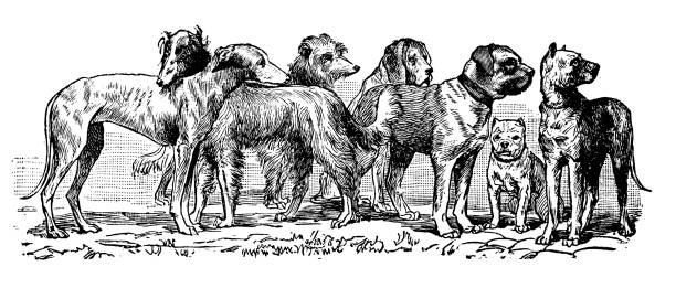 istock Antique old French engraving illustration: Dogs 1095986134