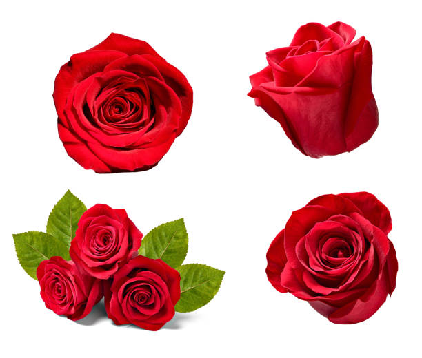 istock flower rose petal blosspm background 1095986794