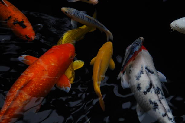 istock mesmerizing special beautiful colors koi fish in clear fresh water 1095989464