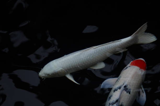 istock mesmerizing special beautiful colors koi fish in clear fresh water 1095989522
