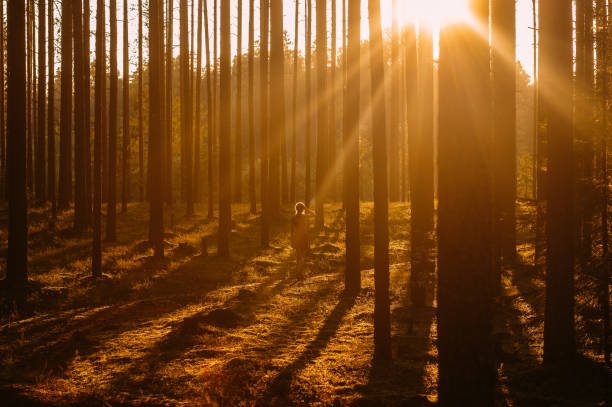 istock Young girl in evening forest 1095989528
