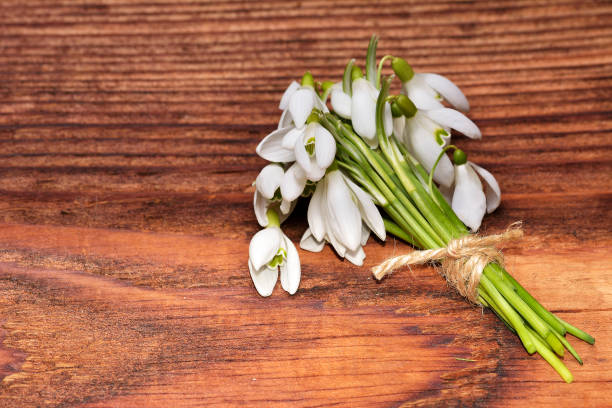 istock snowdrops bunch on wooden background 1095989578