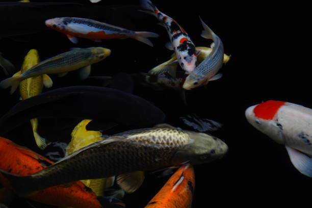 istock mesmerizing special beautiful colors koi fish in clear fresh water 1095989632