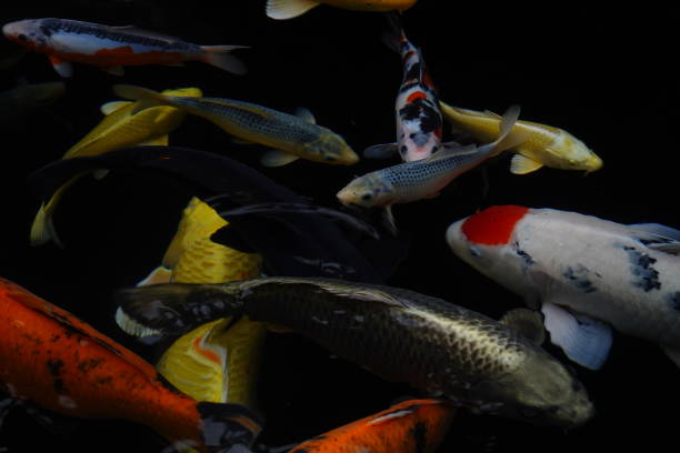 istock mesmerizing special beautiful colors koi fish in clear fresh water 1095989744