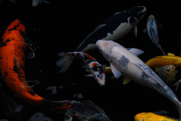 istock mesmerizing special beautiful colors koi fish in clear fresh water 1095989914