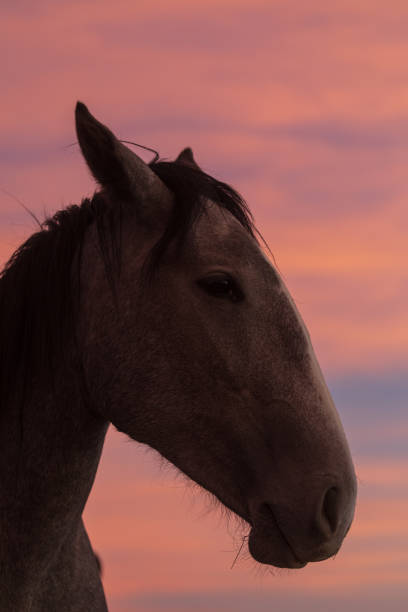 istock Wild Horse Portrait at Sunset 1095989934