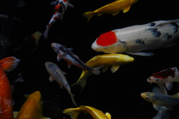 istock mesmerizing special beautiful colors koi fish in clear fresh water 1095989968
