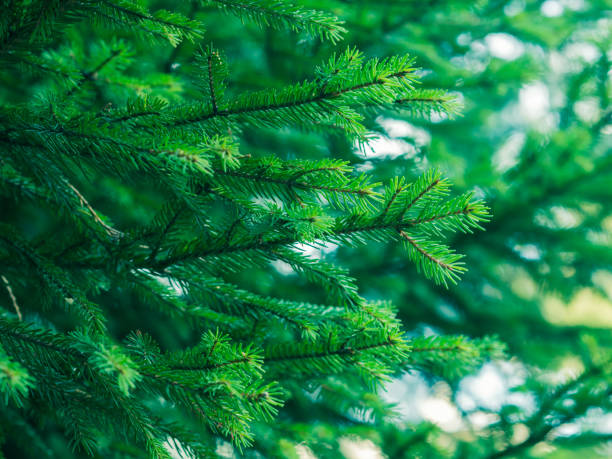 istock Green fir tree winter christmas background 1095990182