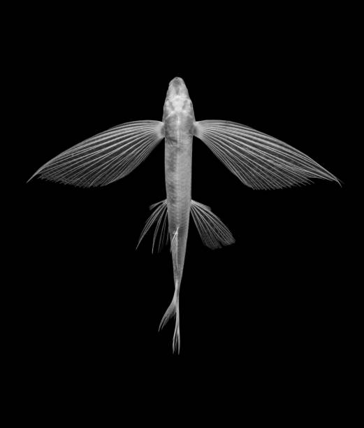 pesci volanti su sfondo nero, isolati - pesce volante immagine foto e immagini stock