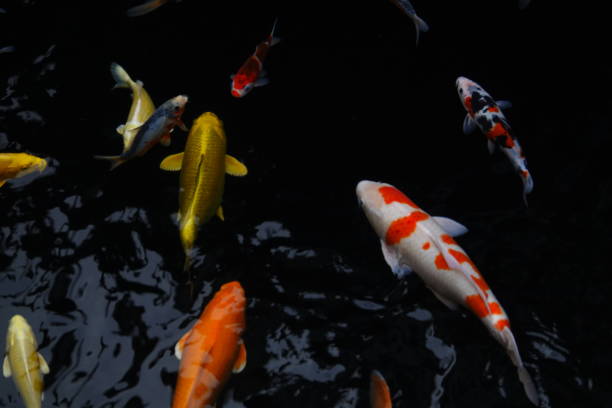 istock mesmerizing special beautiful colors koi fish in clear fresh water 1095990500