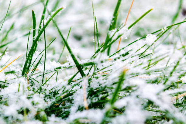 istock Green grass under the snow. Grass covered with snow. White snow and green grass background. Grass on a meadow covered with snow. Winter meadows with grass covered with frost 1095991640