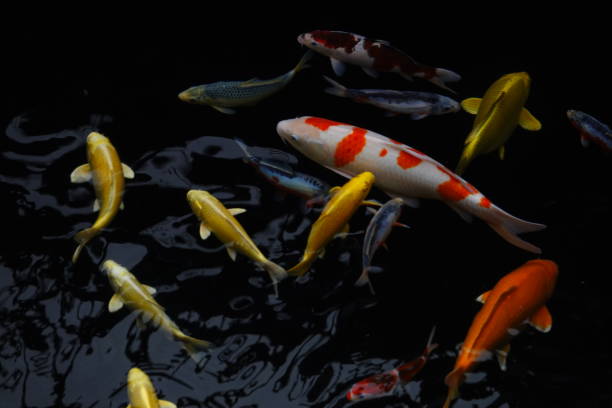 istock mesmerizing special beautiful colors koi fish in clear fresh water 1095991734